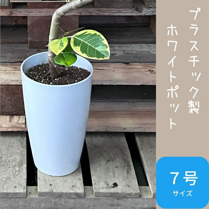 観葉植物現品販売