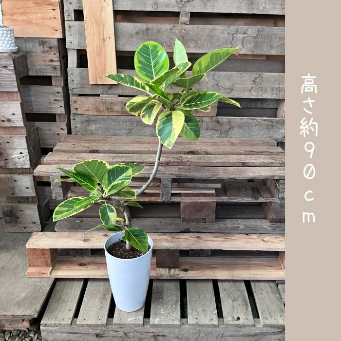 観葉植物現品販売