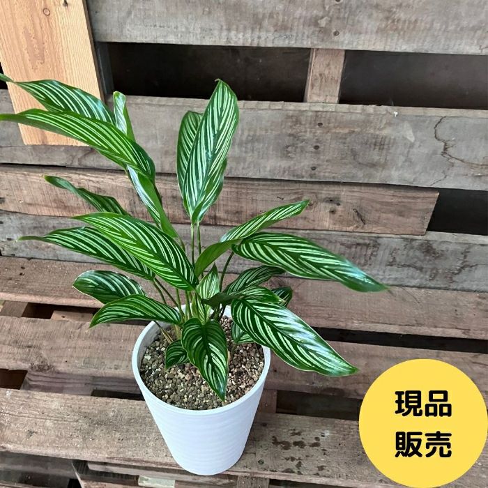 観葉植物現品販売