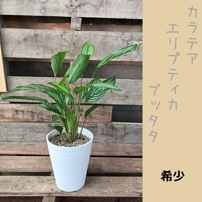 観葉植物現品販売