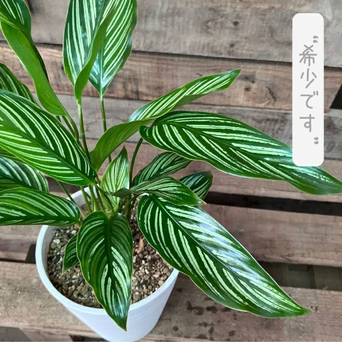 観葉植物現品販売