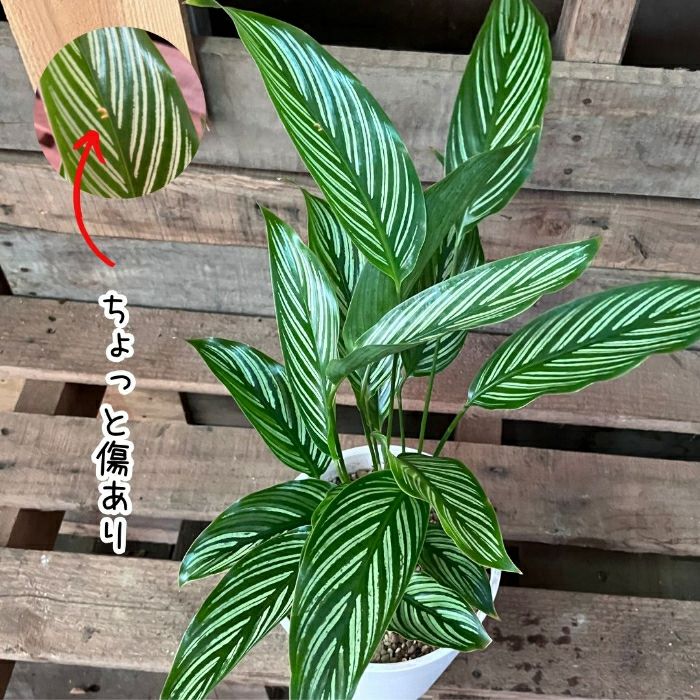 観葉植物現品販売