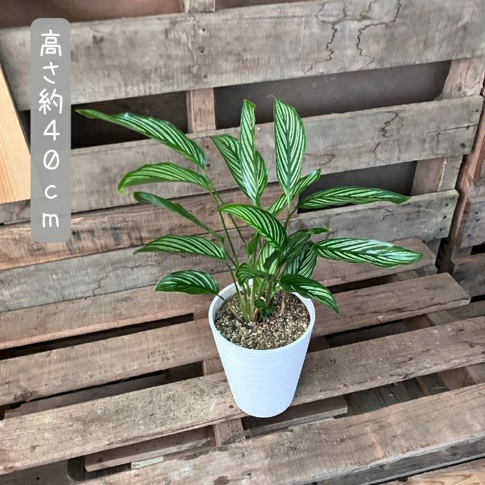 観葉植物現品販売