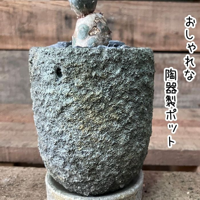 観葉植物現品販売