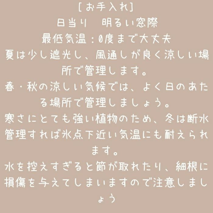 観葉植物現品販売