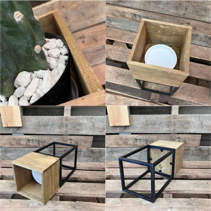 観葉植物現品販売