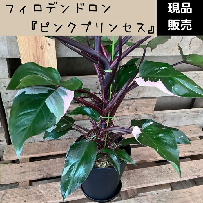 観葉植物現品販売