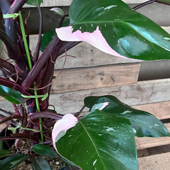 観葉植物現品販売