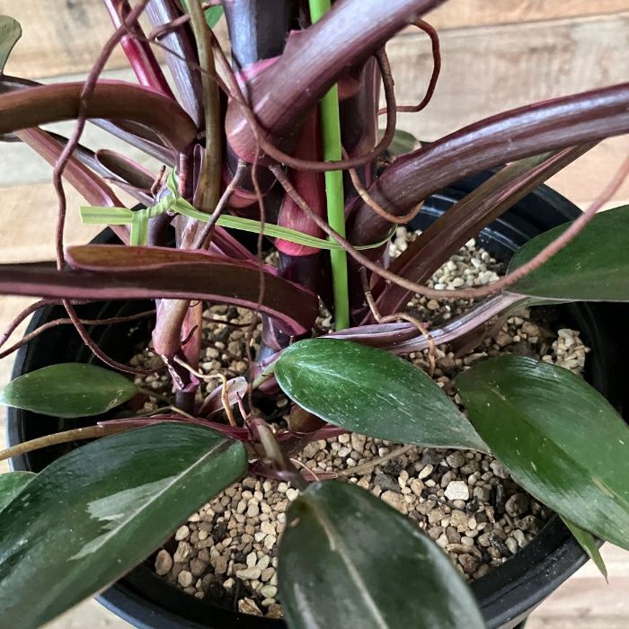 観葉植物現品販売