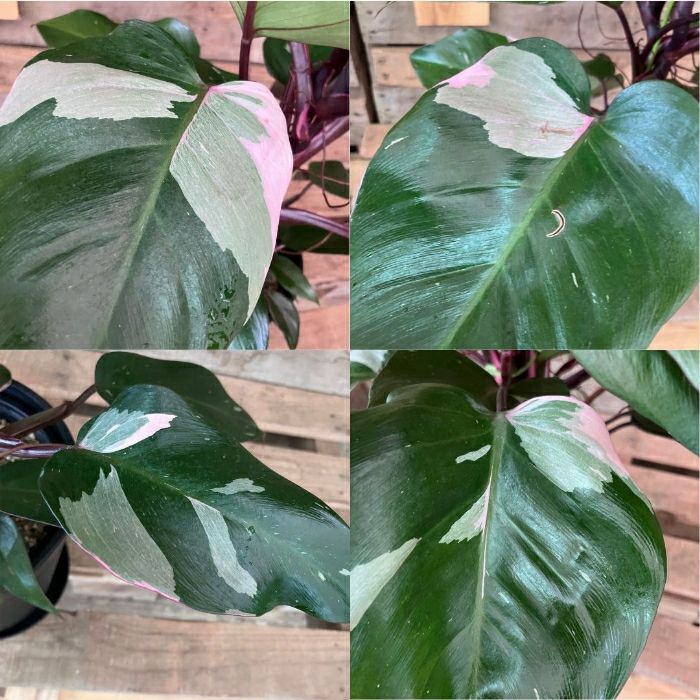 観葉植物現品販売