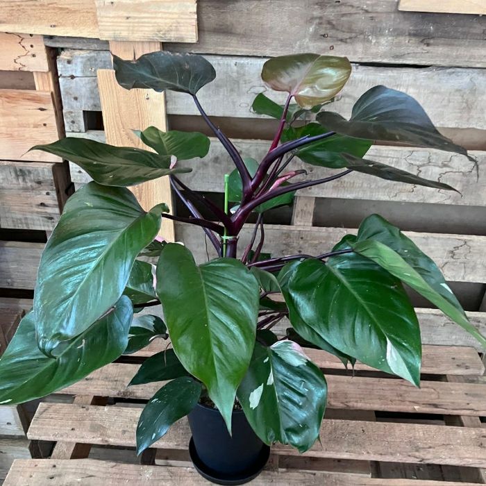 観葉植物現品販売