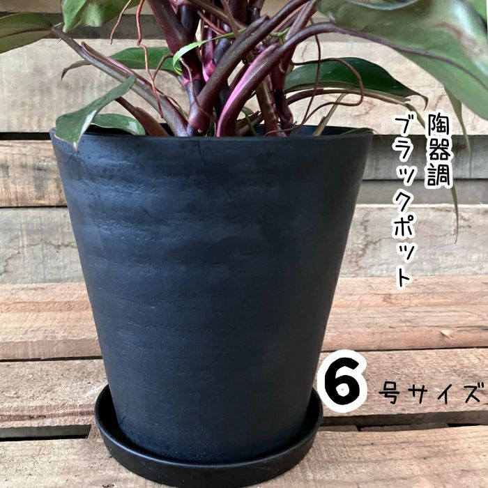 観葉植物現品販売