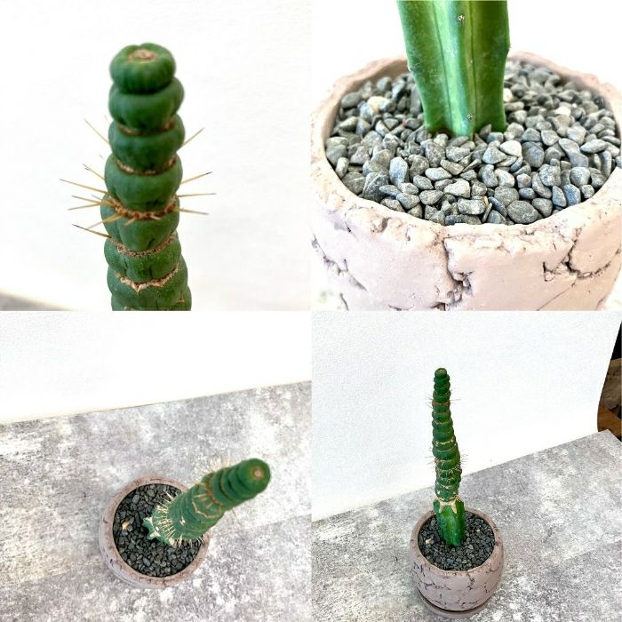 観葉植物現品販売