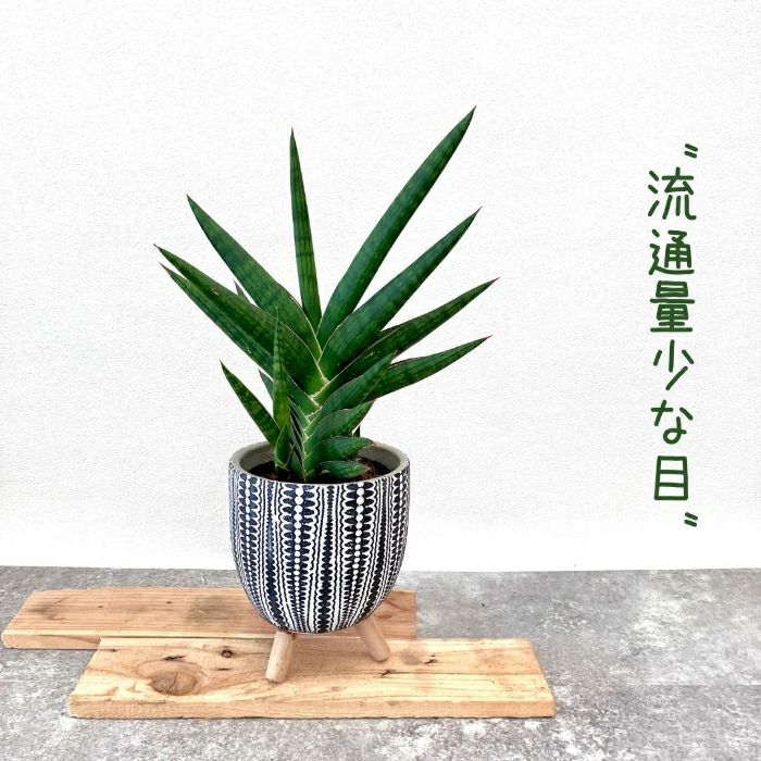観葉植物現品販売