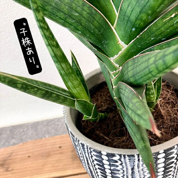 観葉植物現品販売