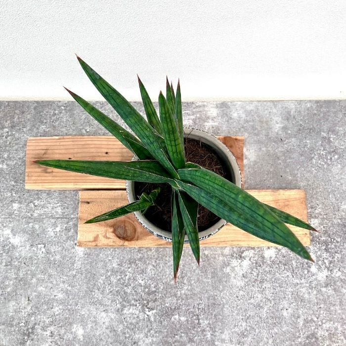 観葉植物現品販売