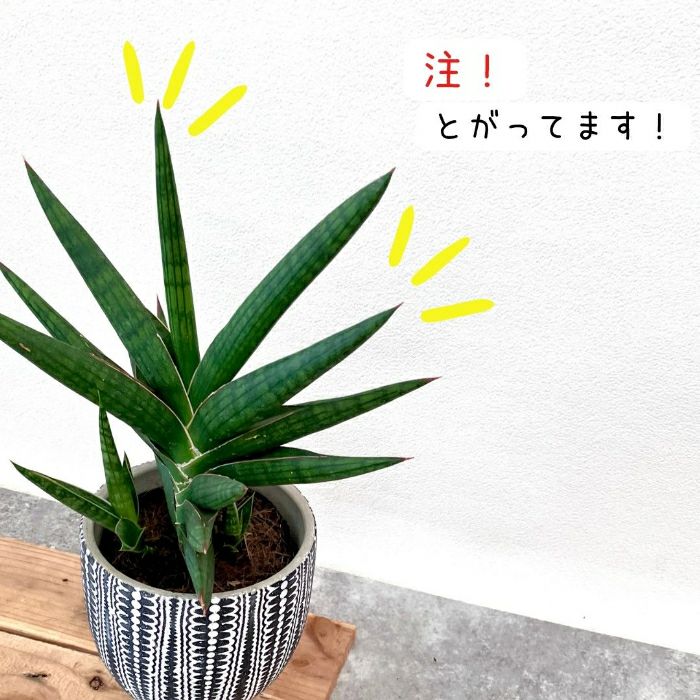 観葉植物現品販売