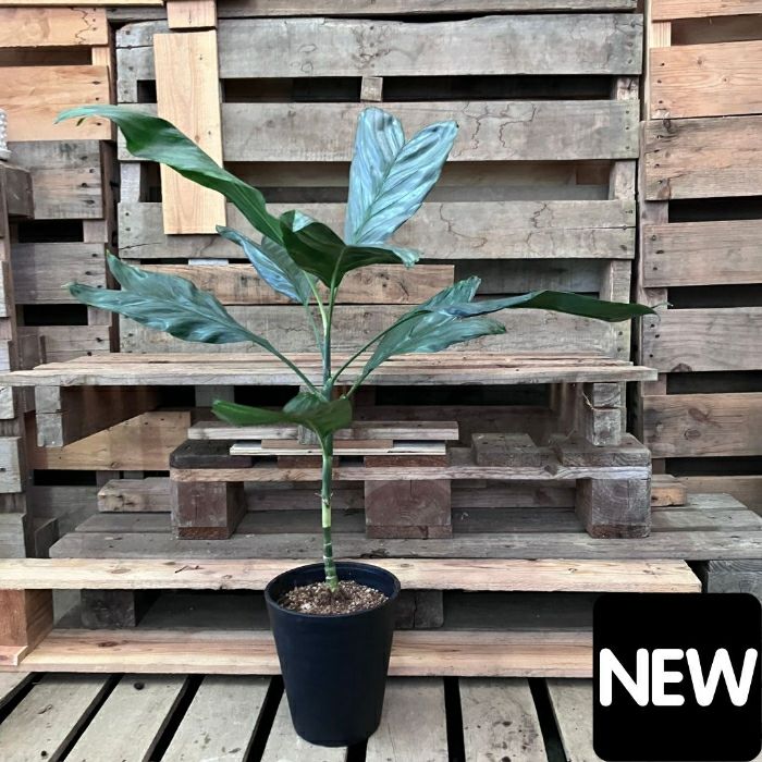 観葉植物現品販売