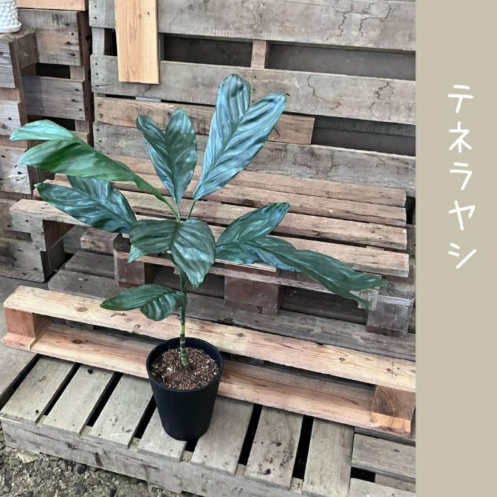 観葉植物現品販売