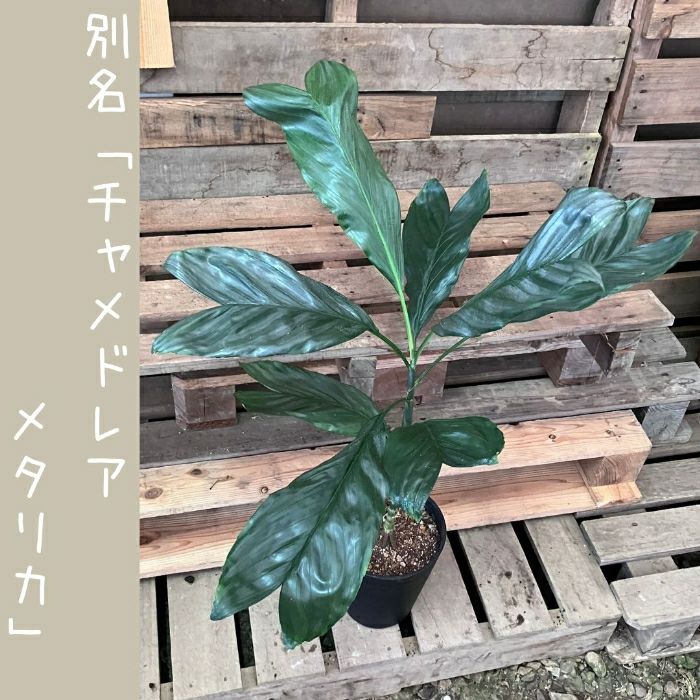 観葉植物現品販売