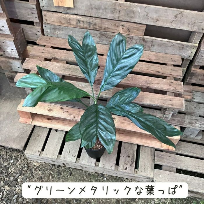 観葉植物現品販売