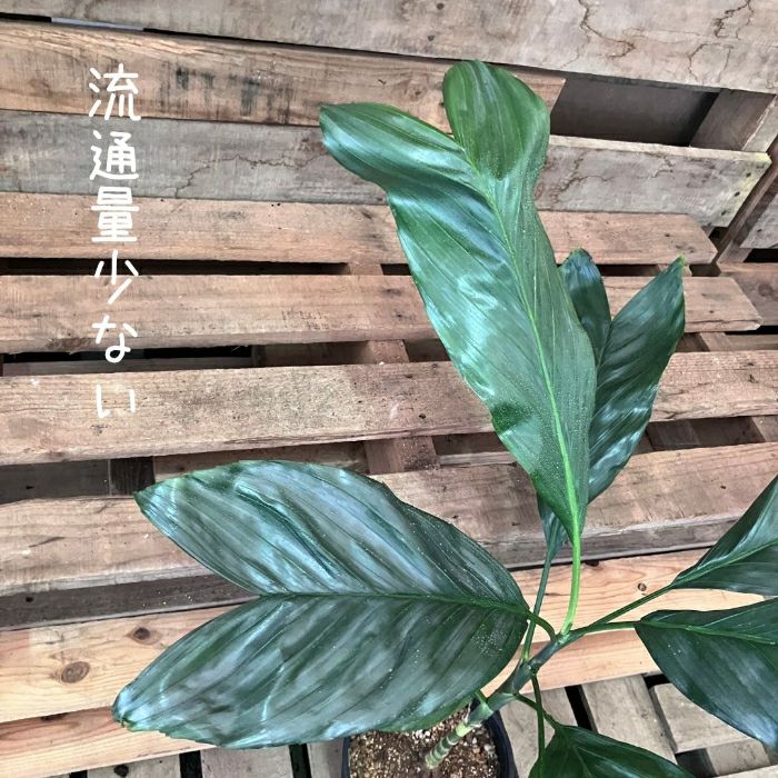 観葉植物現品販売