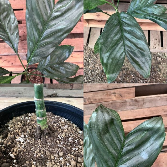 観葉植物現品販売