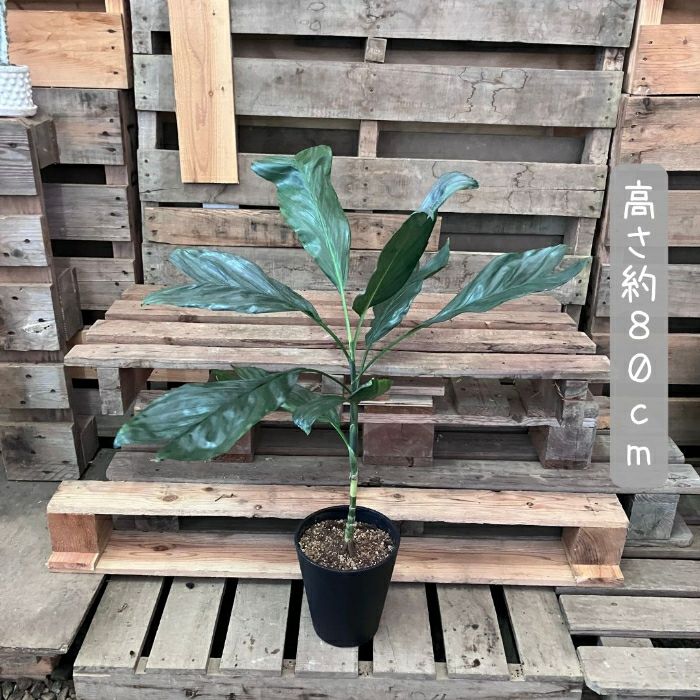 観葉植物現品販売