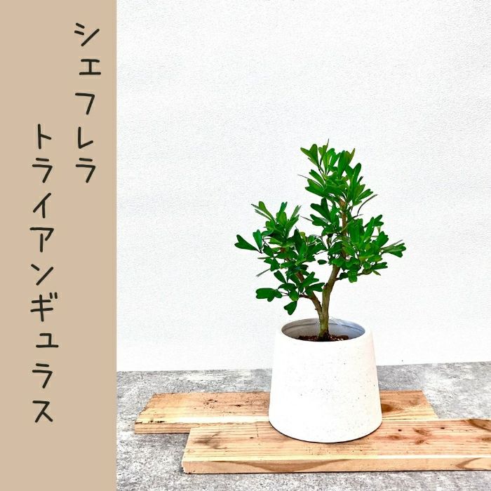 観葉植物現品販売