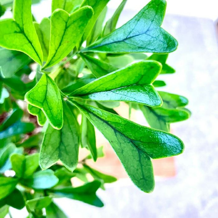 観葉植物現品販売