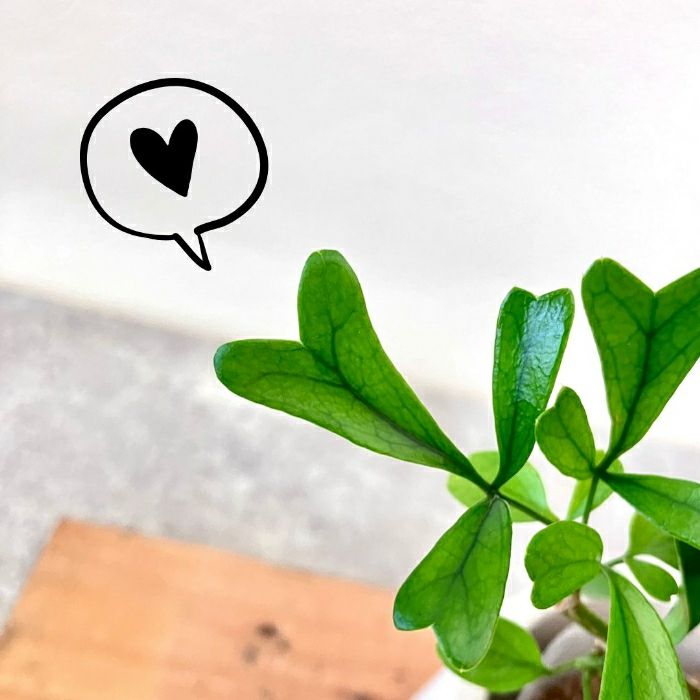 観葉植物現品販売