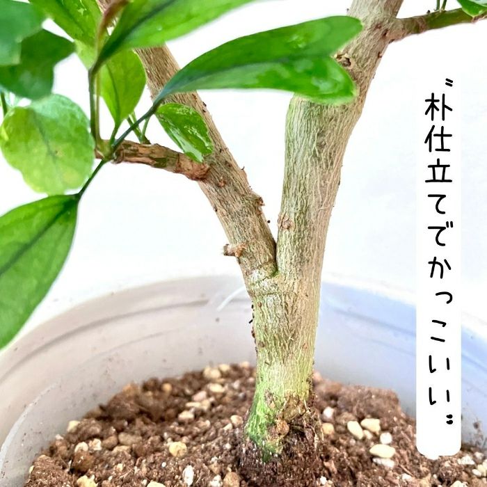 観葉植物現品販売