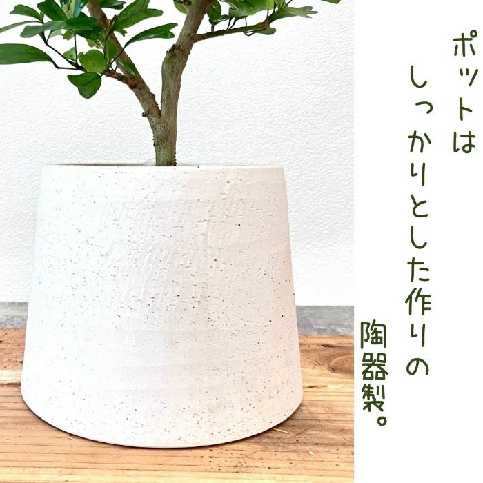 観葉植物現品販売
