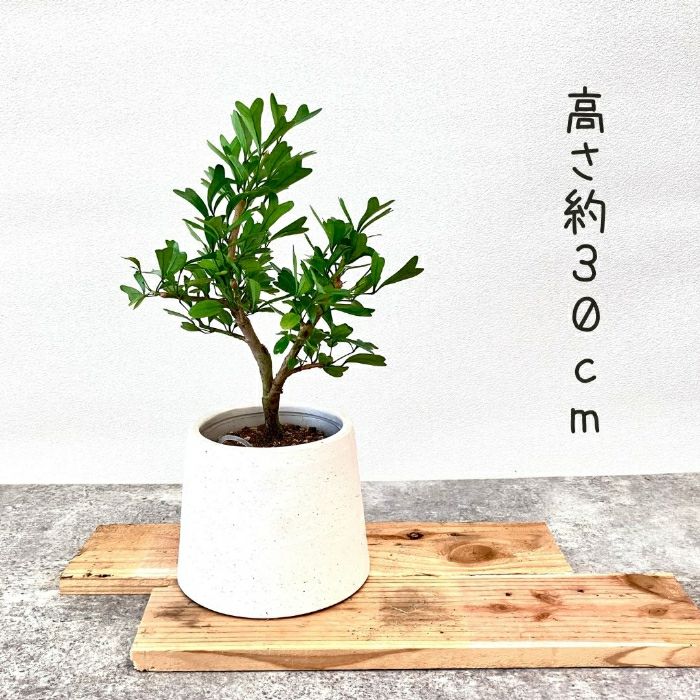 観葉植物現品販売