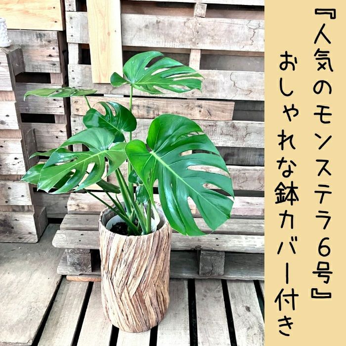 観葉植物現品販売
