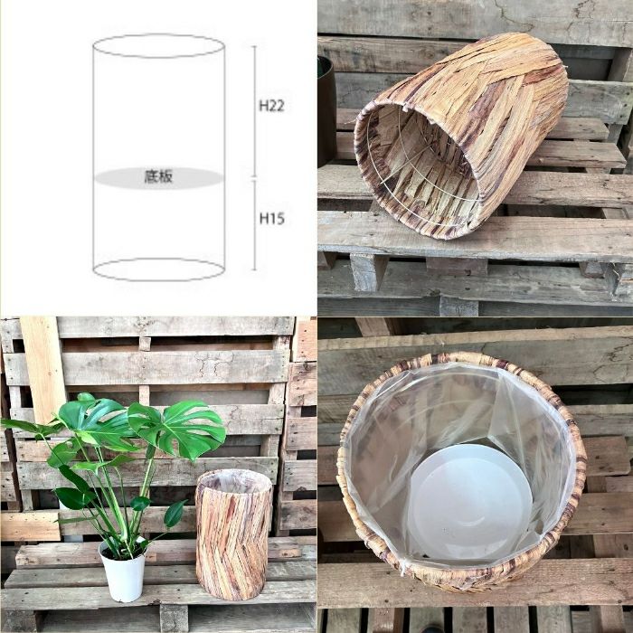 観葉植物現品販売