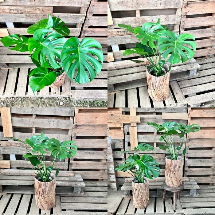 観葉植物現品販売