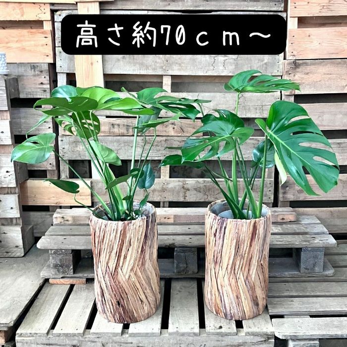 観葉植物現品販売