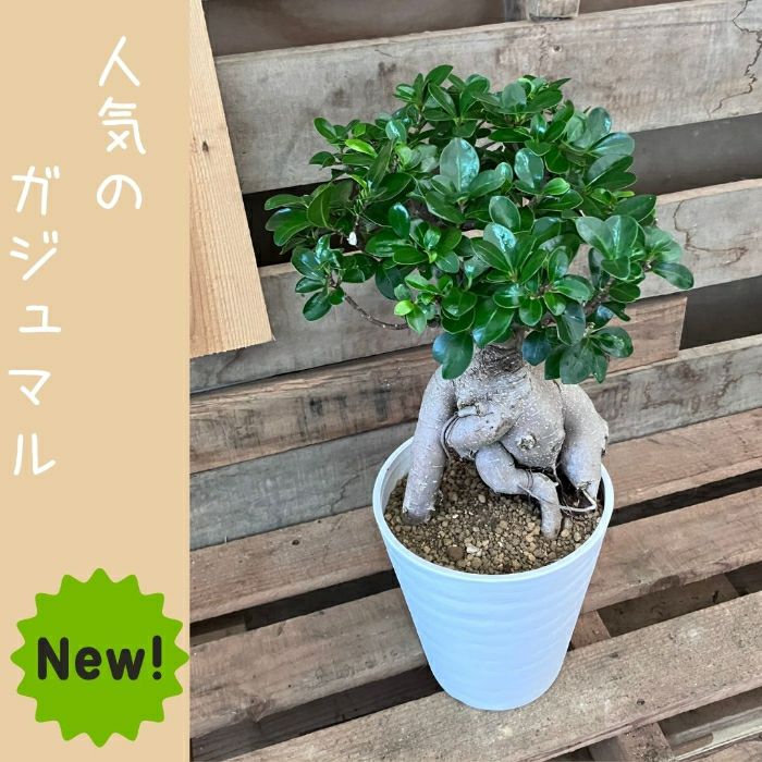 観葉植物現品販売