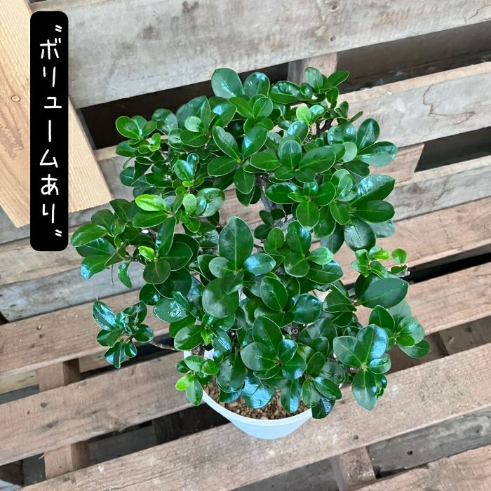 観葉植物現品販売