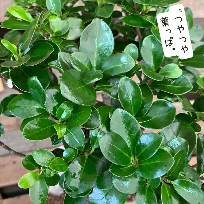 観葉植物現品販売