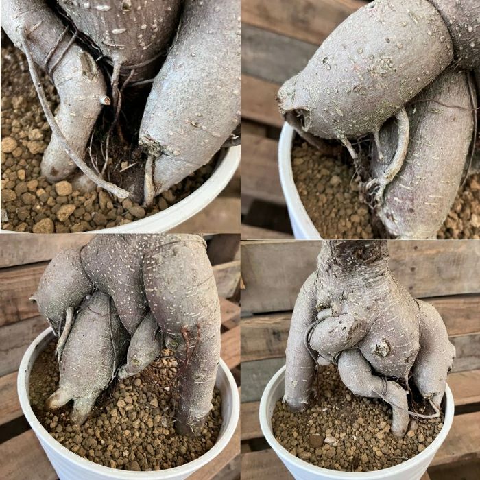 観葉植物現品販売