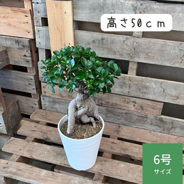 観葉植物現品販売