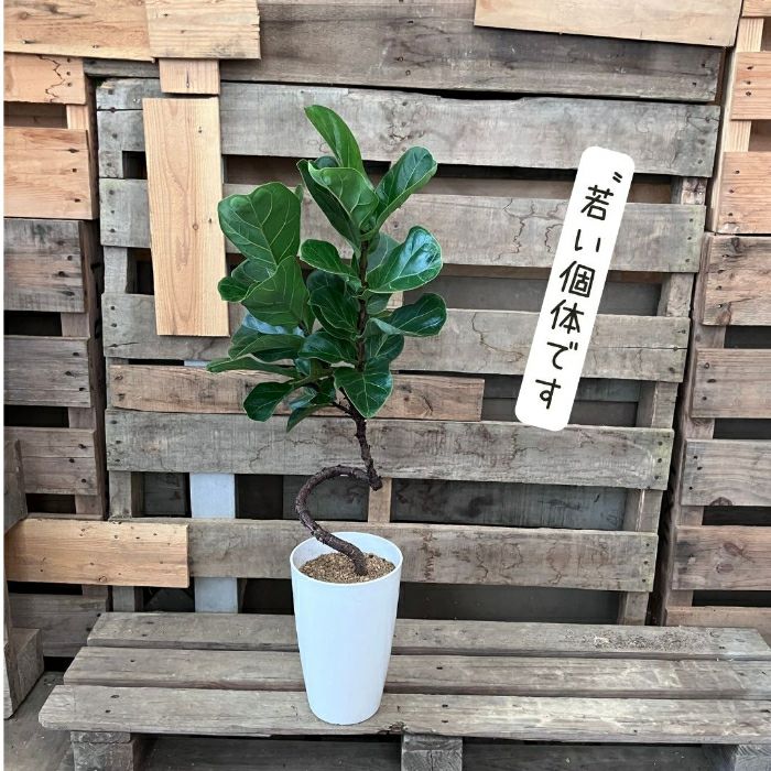 観葉植物現品販売