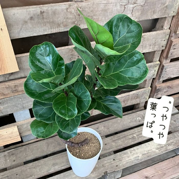 観葉植物現品販売