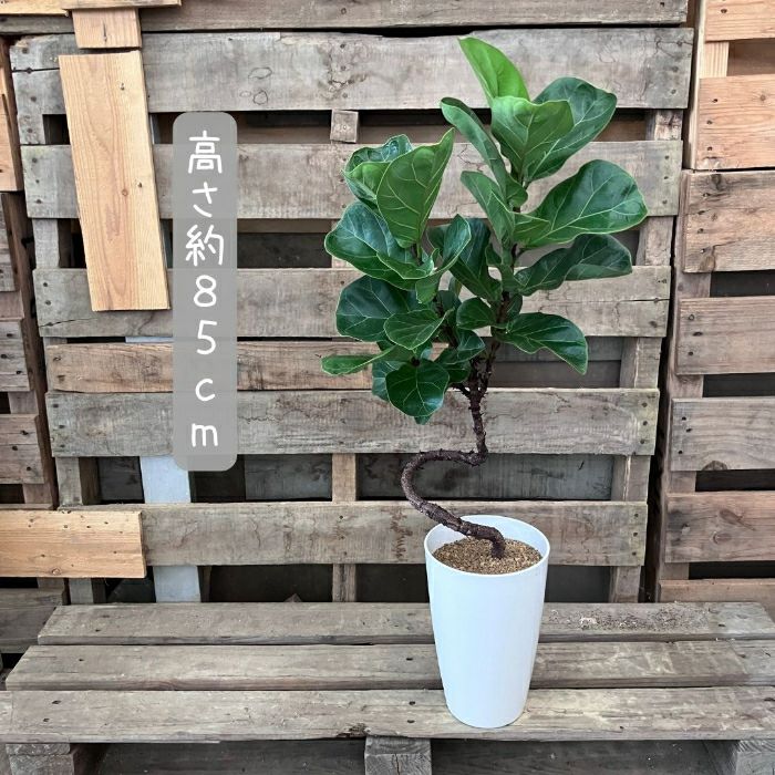 観葉植物現品販売