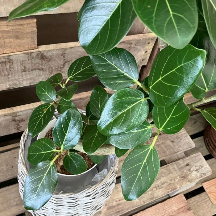 観葉植物現品販売