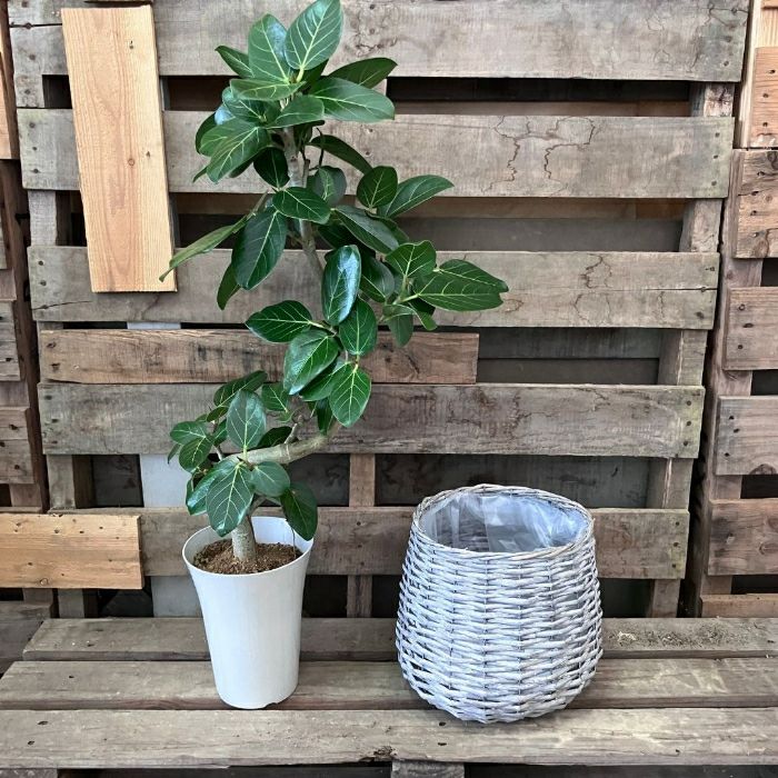 観葉植物現品販売