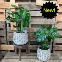 観葉植物現品販売