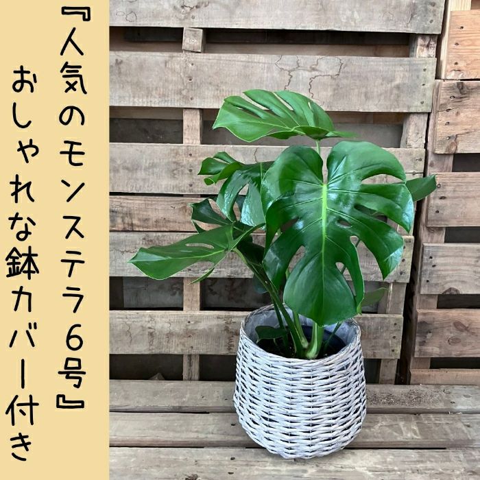 観葉植物現品販売